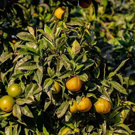 Tenuta Zamparina Resort